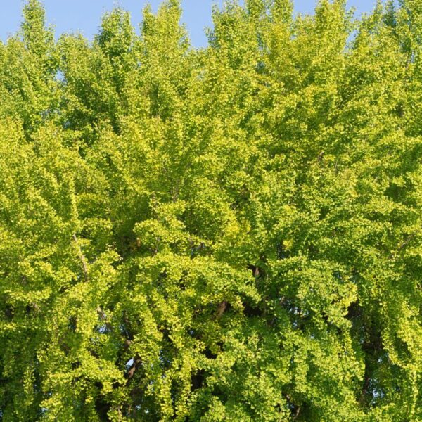 Bomen