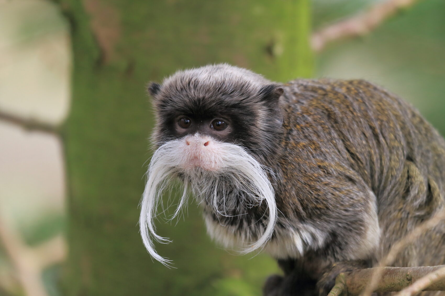 Keizertamarin