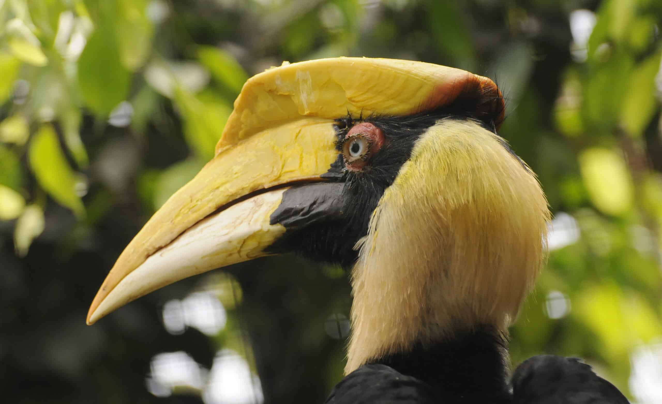 dubbele neushoornvogel