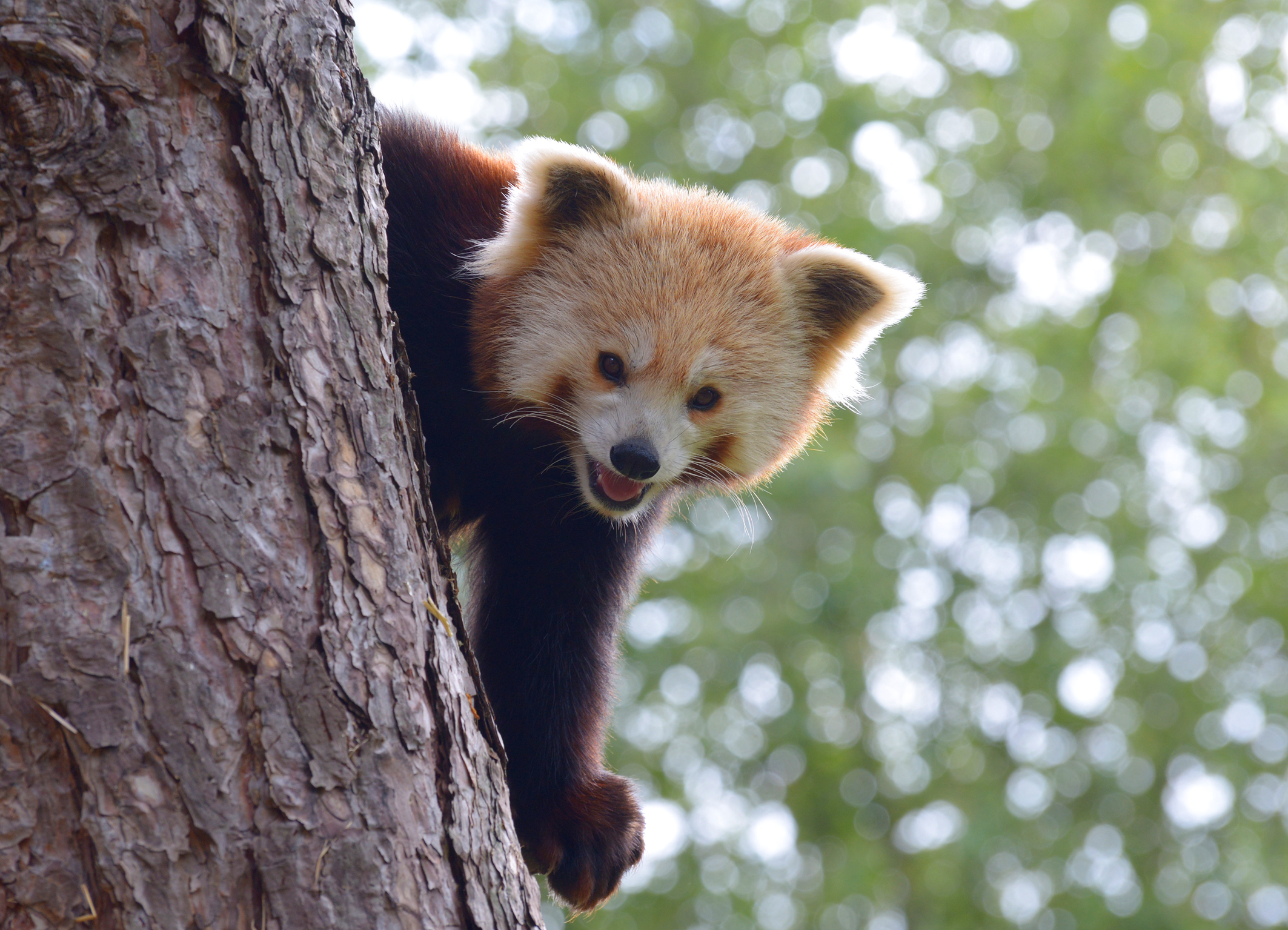 Rode panda