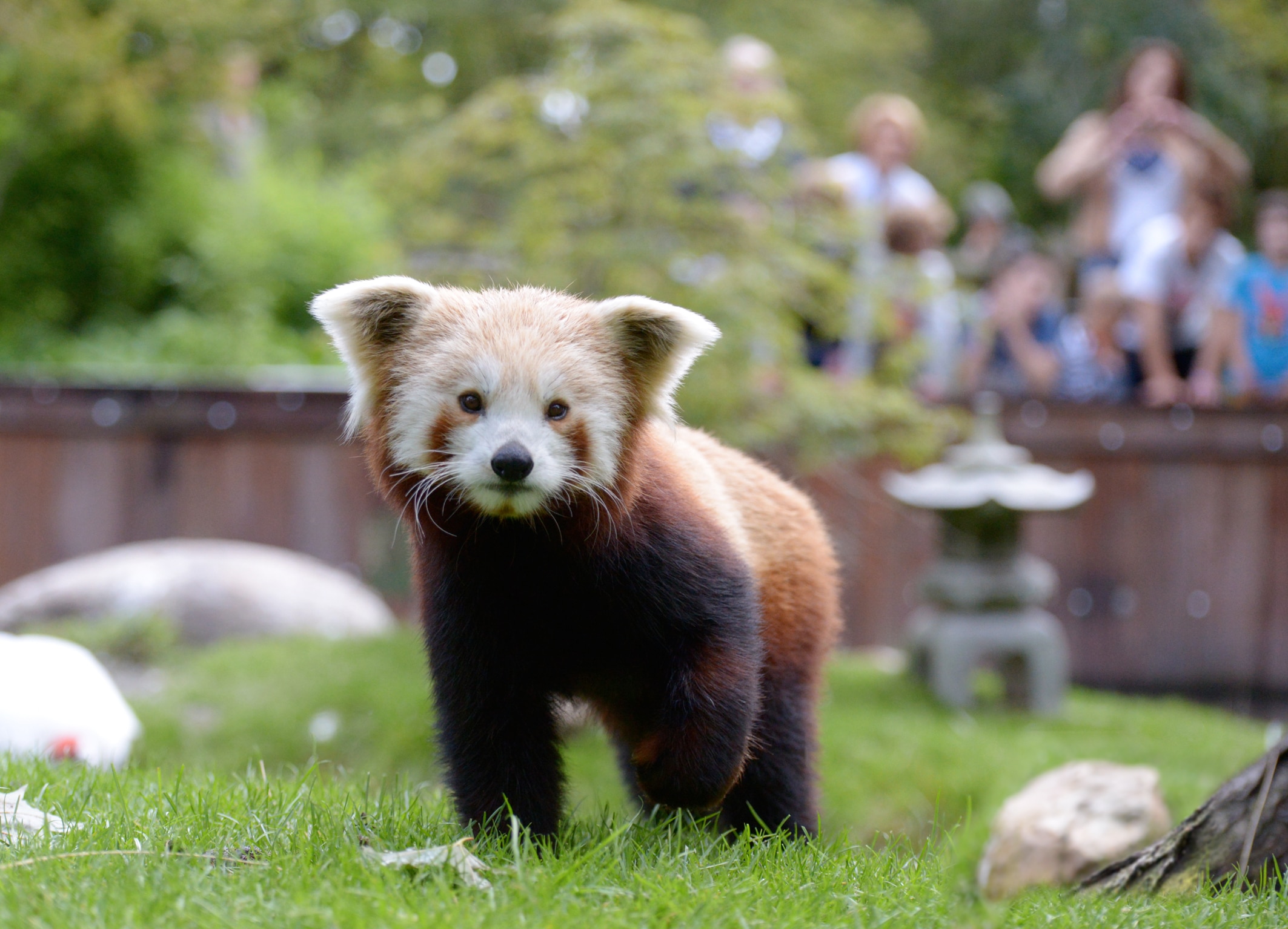 rode panda