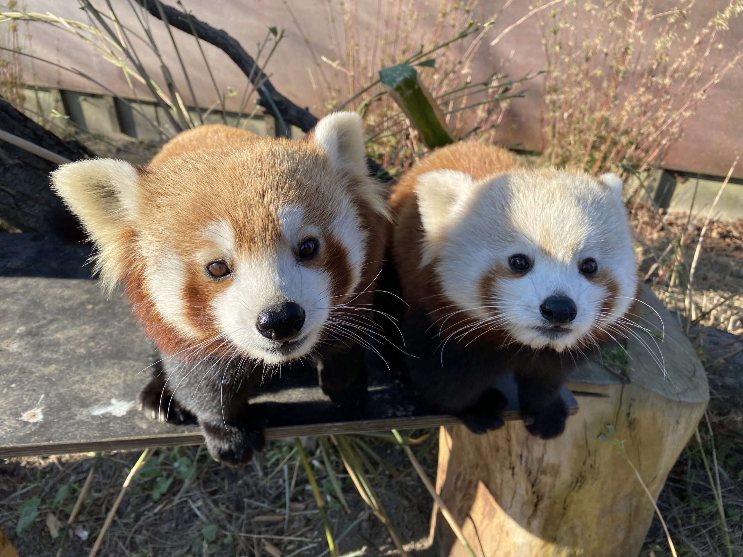 Rode Panda's