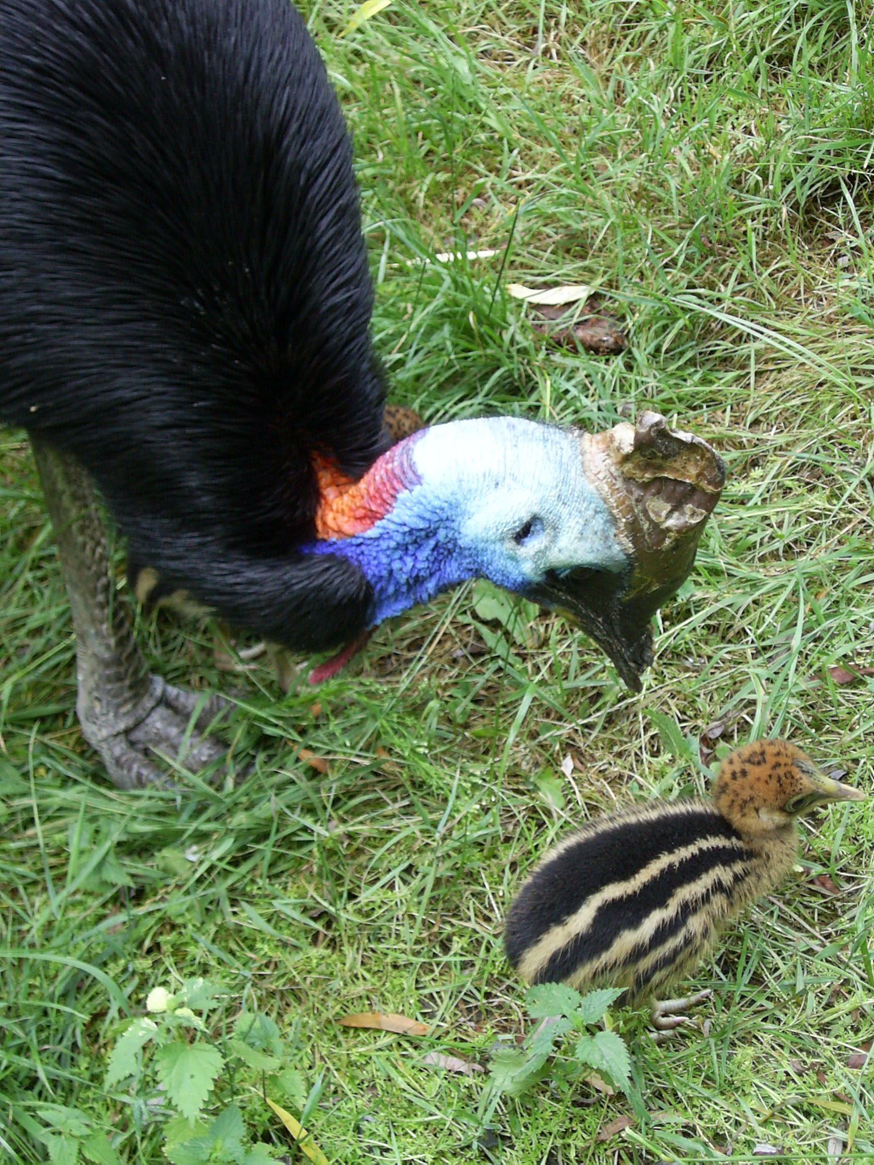 Helmkasuaris