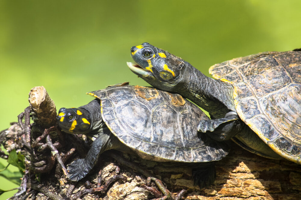 Terekayschildpad