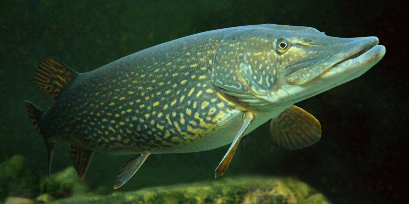 Snoek
