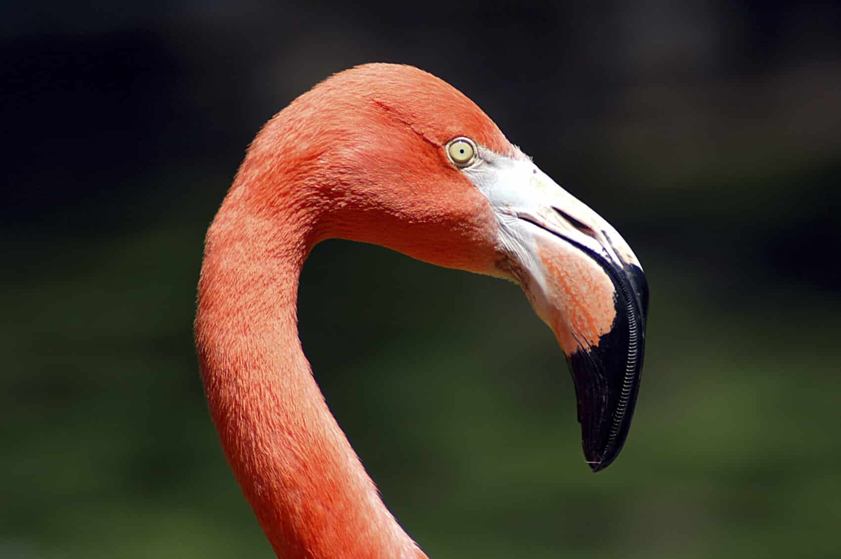Rode flamingo