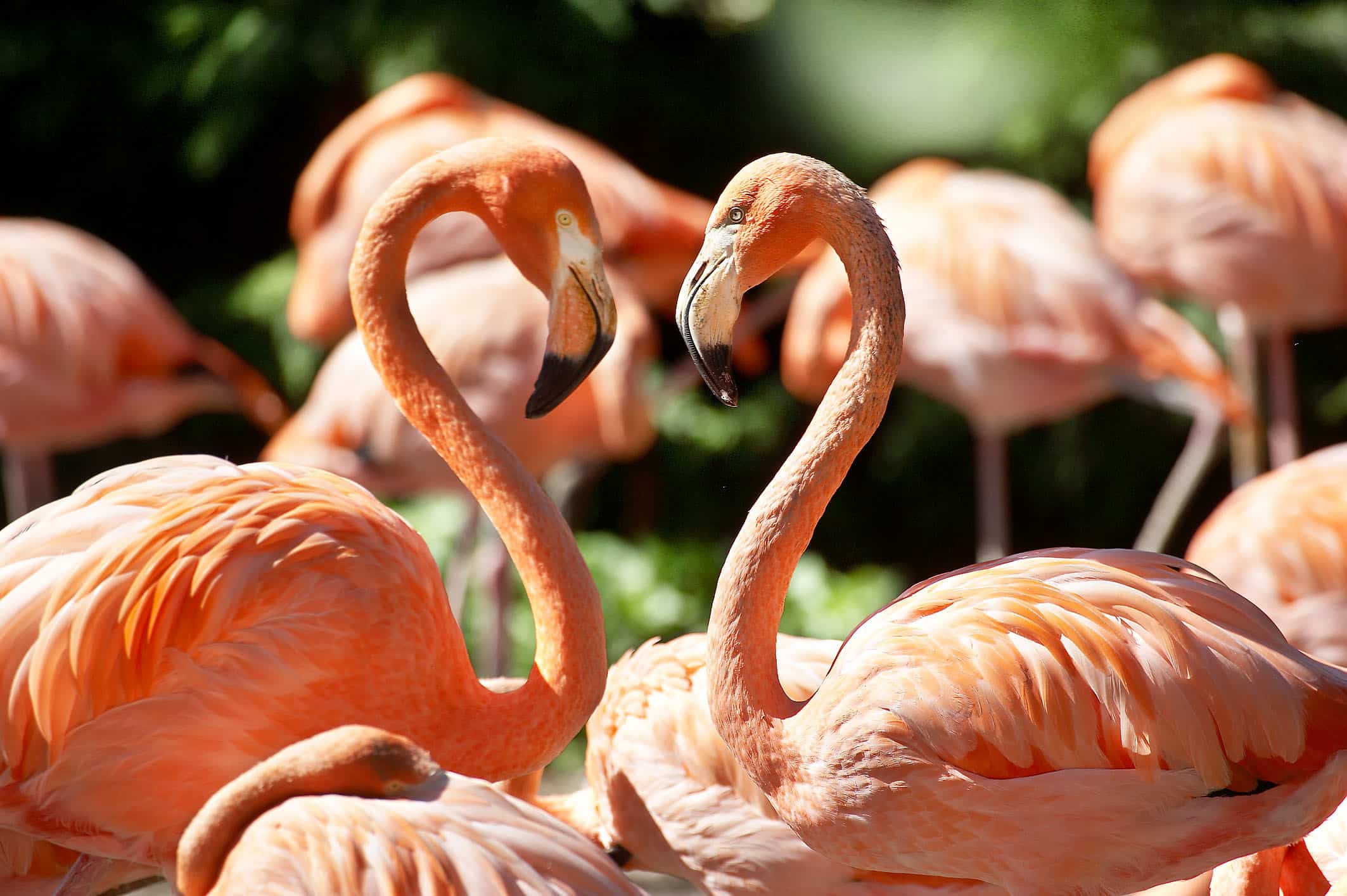 rode flamingo's