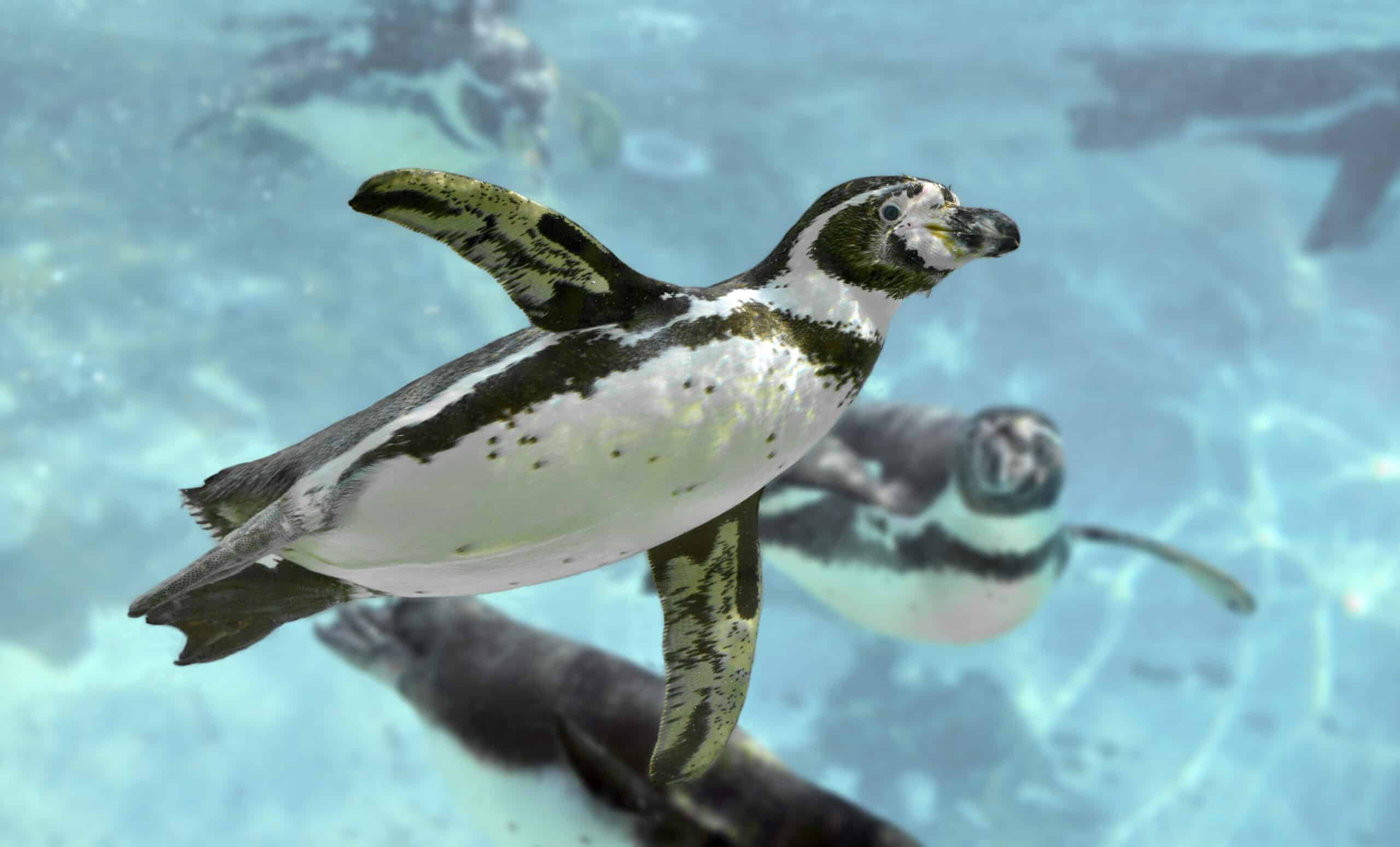 humboldt pinguin