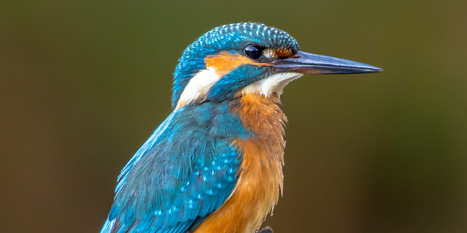 Project IJsvogel