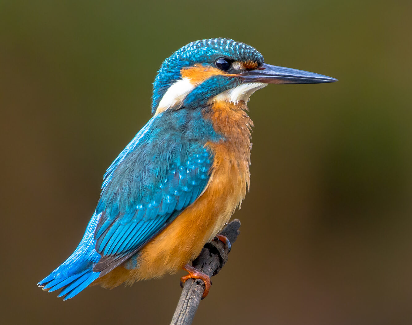 Project IJsvogel