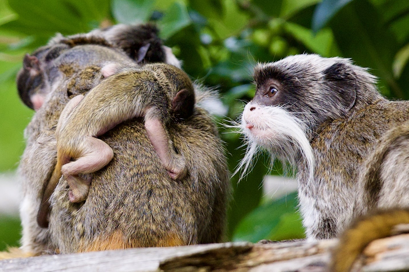 keizertamarin met jong