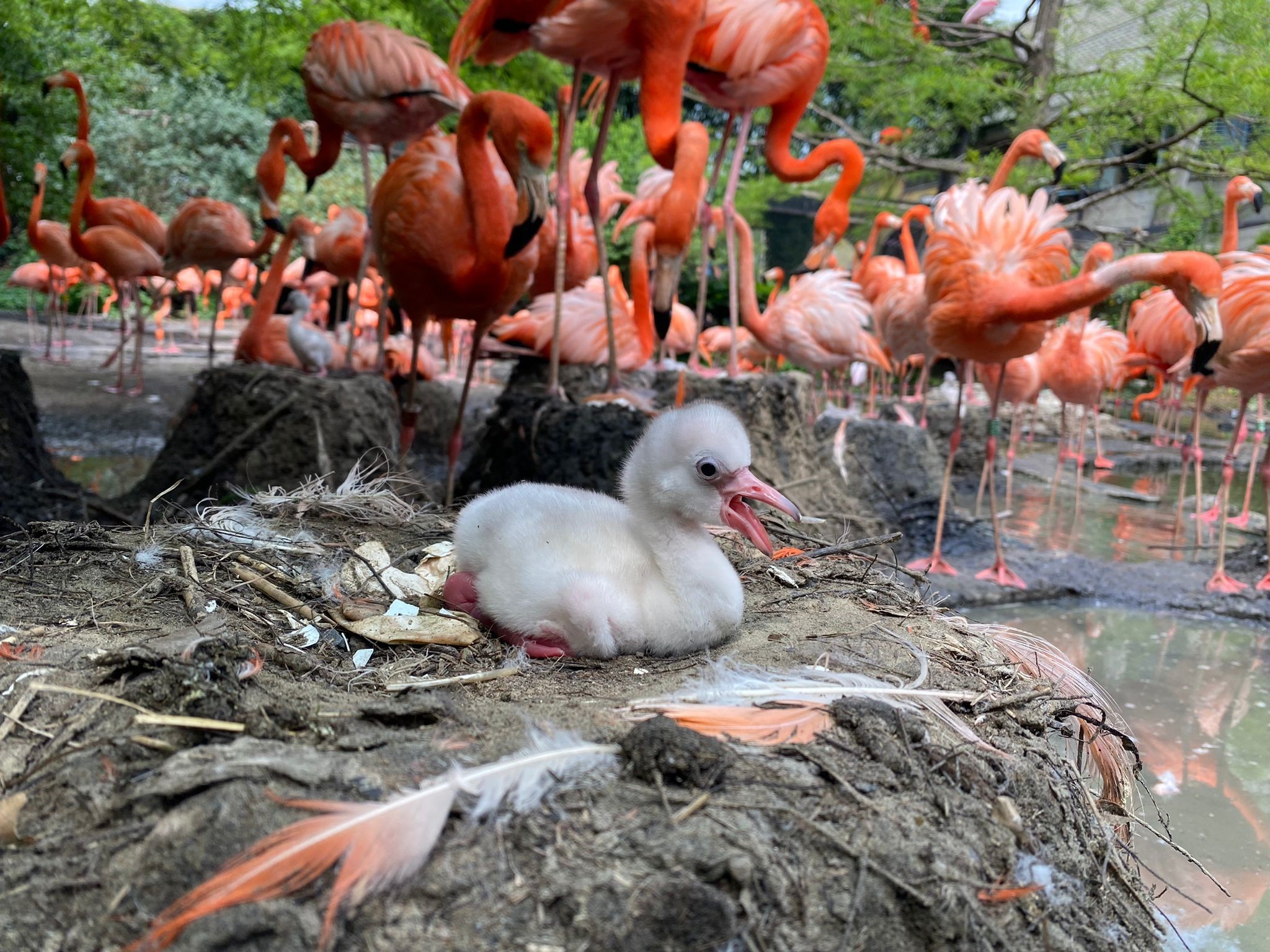 jonge flamingo