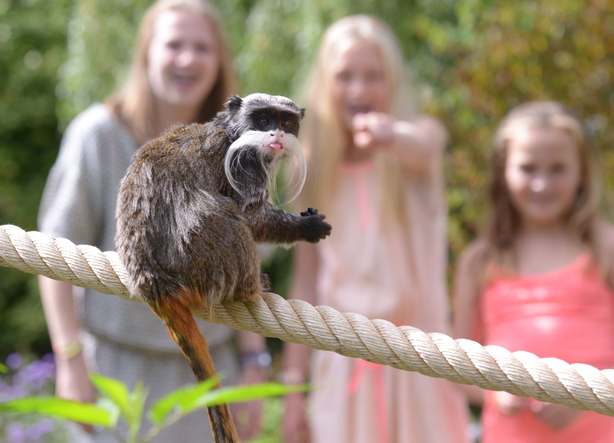 keizertamarin met publiek