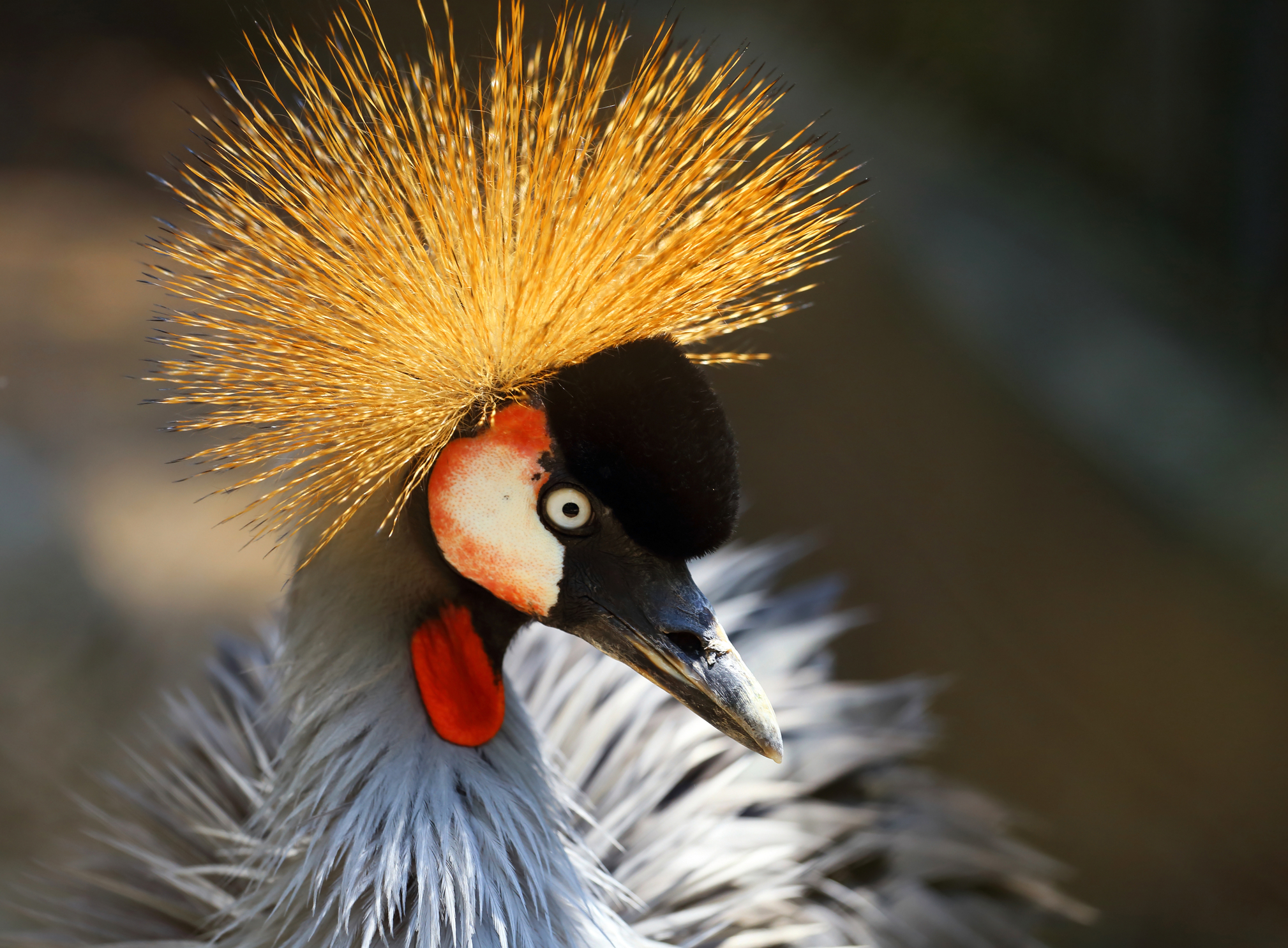Kroonkraanvogel