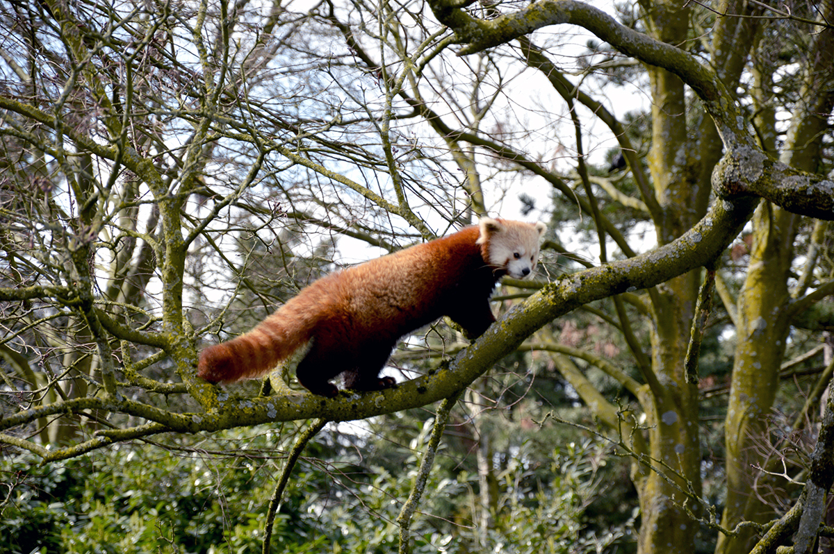 Panda verblijf