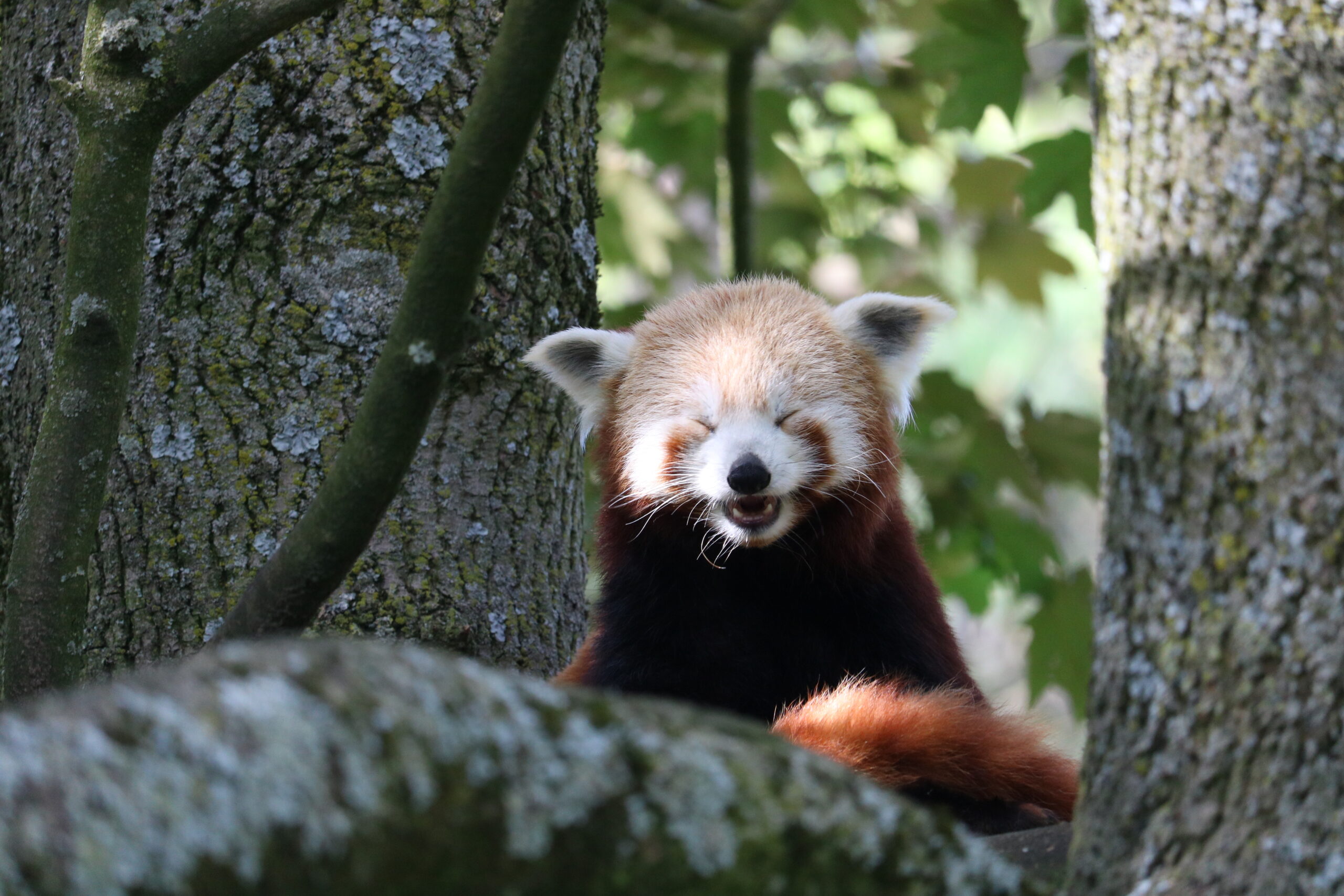 panda oogjes dicht
