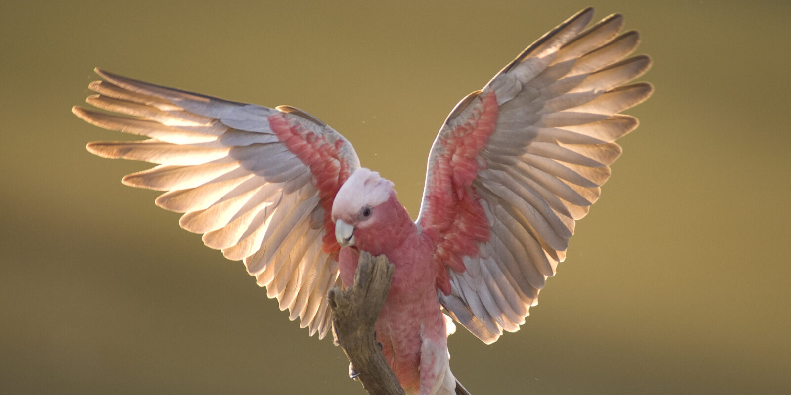 Vinden vogels het leuk om te vliegen?