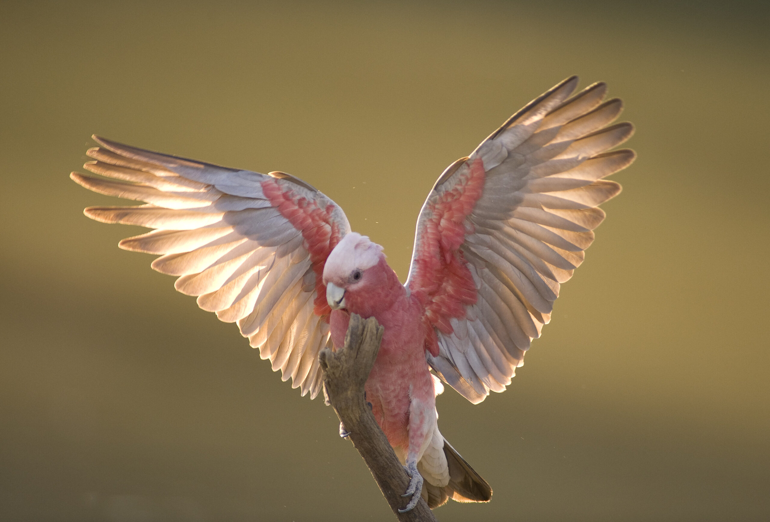 Vinden vogels het leuk om te vliegen?
