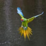Vogeldemonstratie