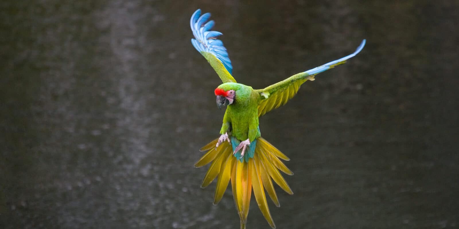 Vogeldemonstratie