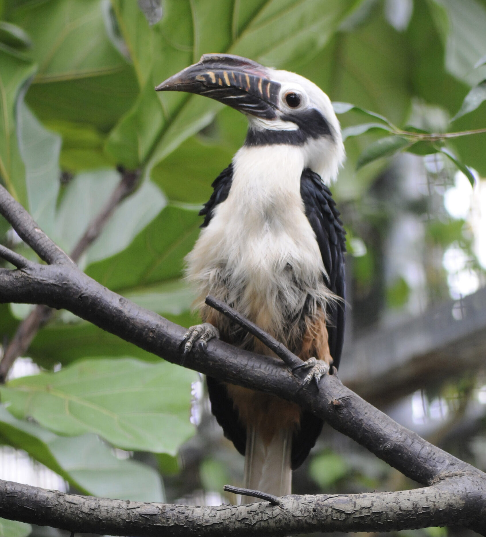 tarictic neushoornvogel