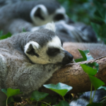 Madagaskardag