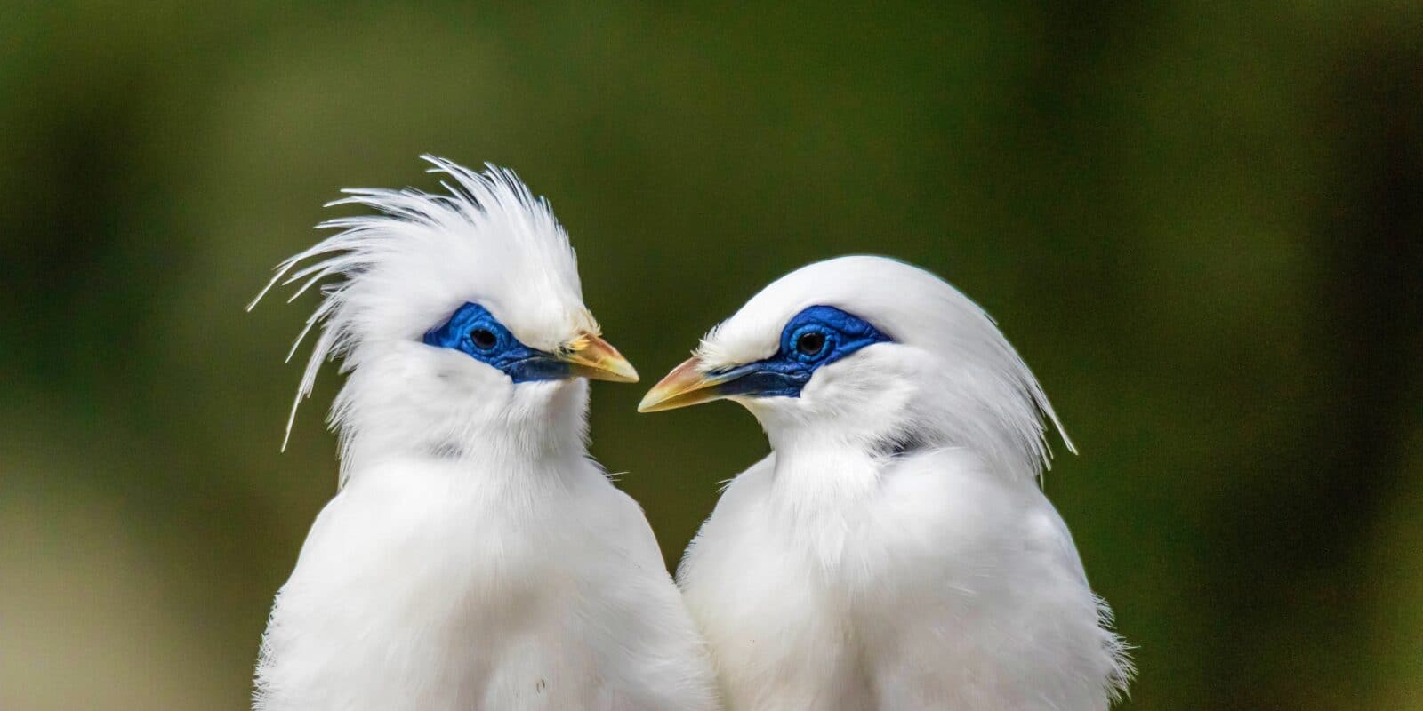 Welke vogelsoorten kun je bewonderen in Avifauna?