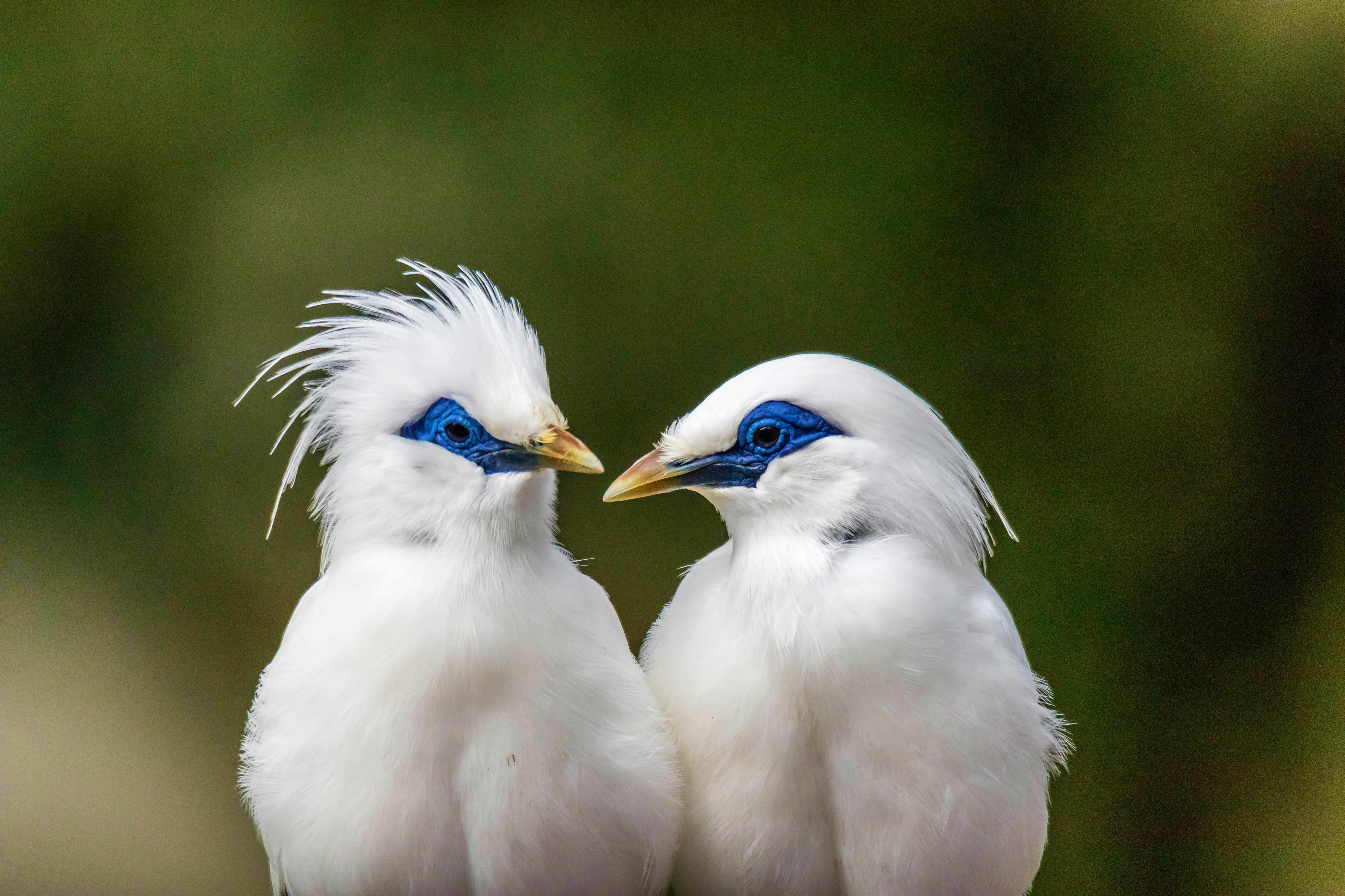 Welke vogelsoorten kun je bewonderen in Avifauna?